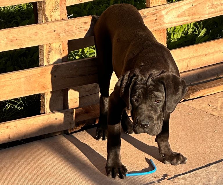 Cane corso Puppies 