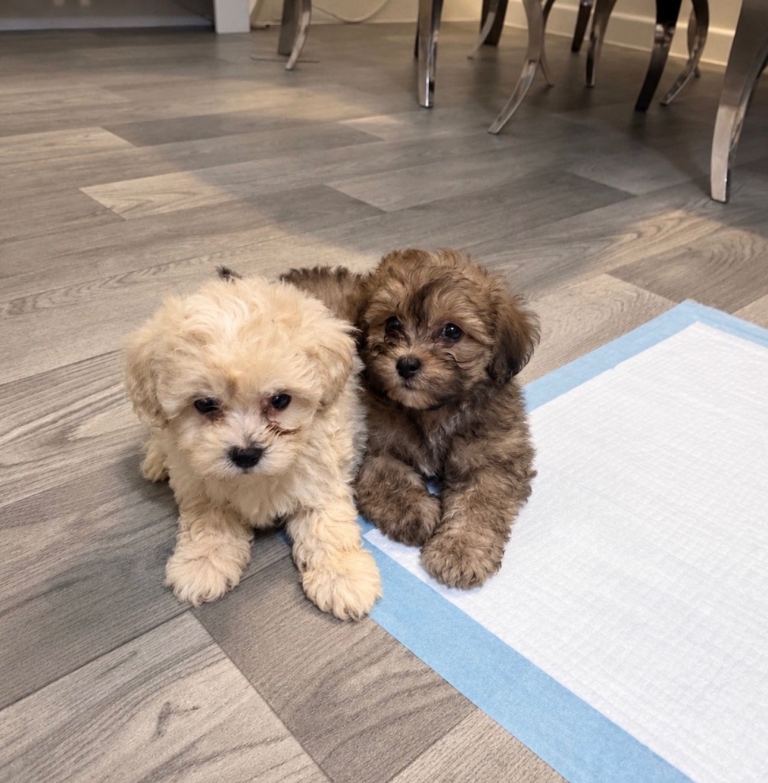 Shihpoo Puppies 