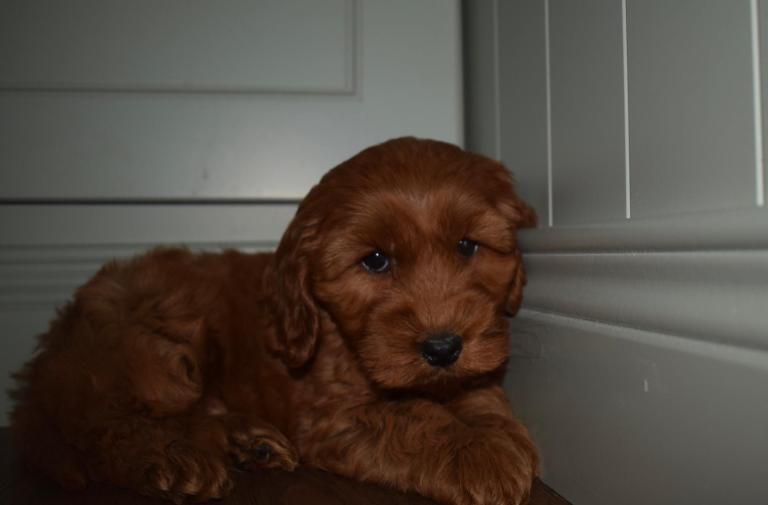 Fox Red Cockapoo pups 