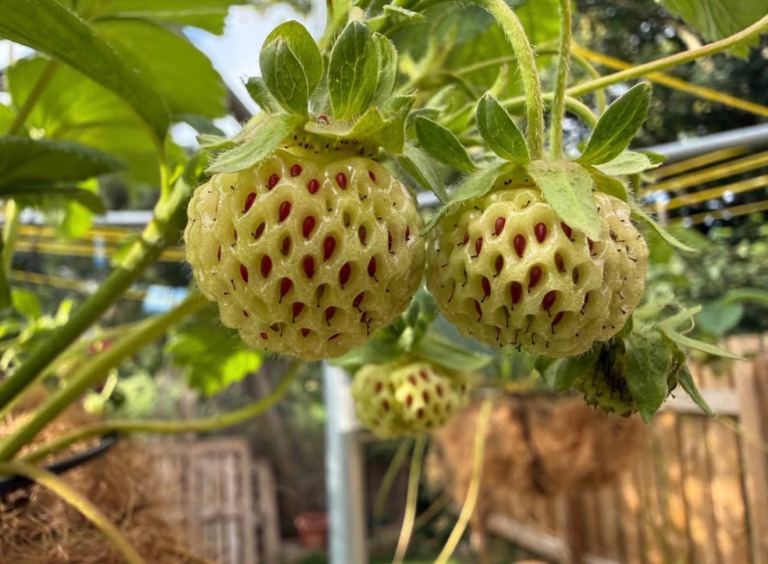 Fresh Strawberry Plants – Ready to Grow