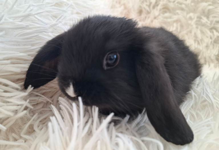 Adorable Femal Mini Lop  Rabbit For Sale