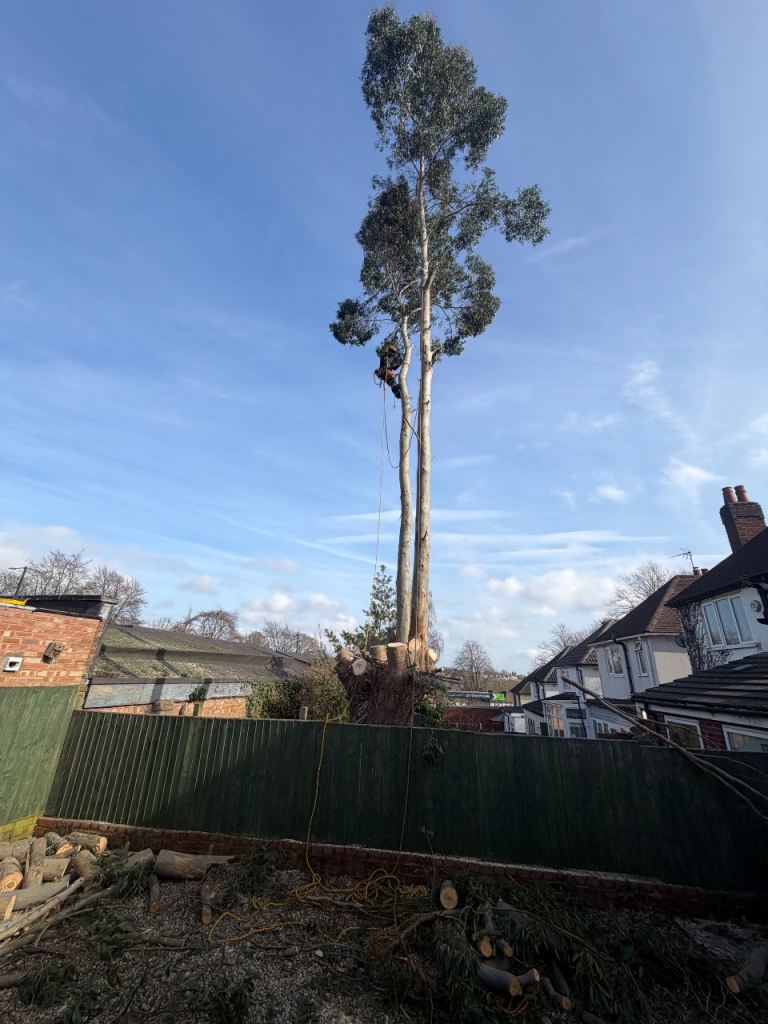 Khan tree removal 