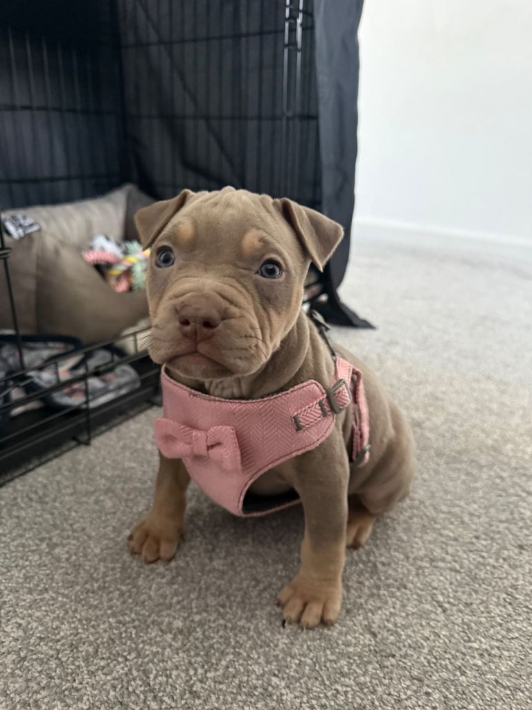 Beautiful Staffy x Cane Corso Puppy