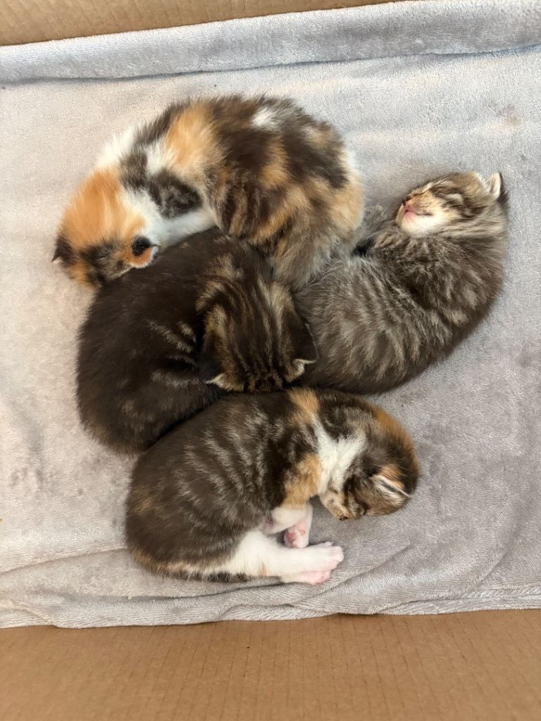 Gorgeous Maine coon X kittens 