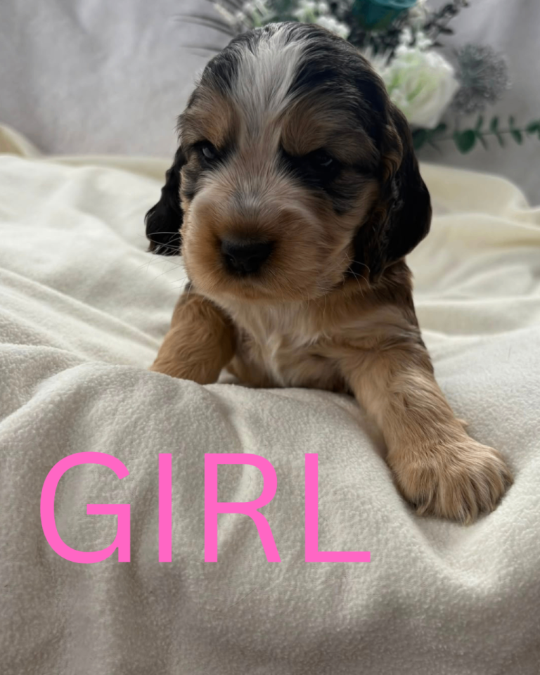 Show Cocker Spaniel