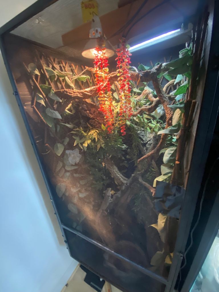 Complete Arboreal Vivarium with Forest dragon 