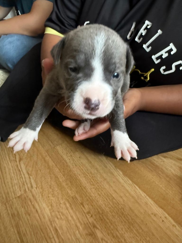 Staffie x sher pei pups