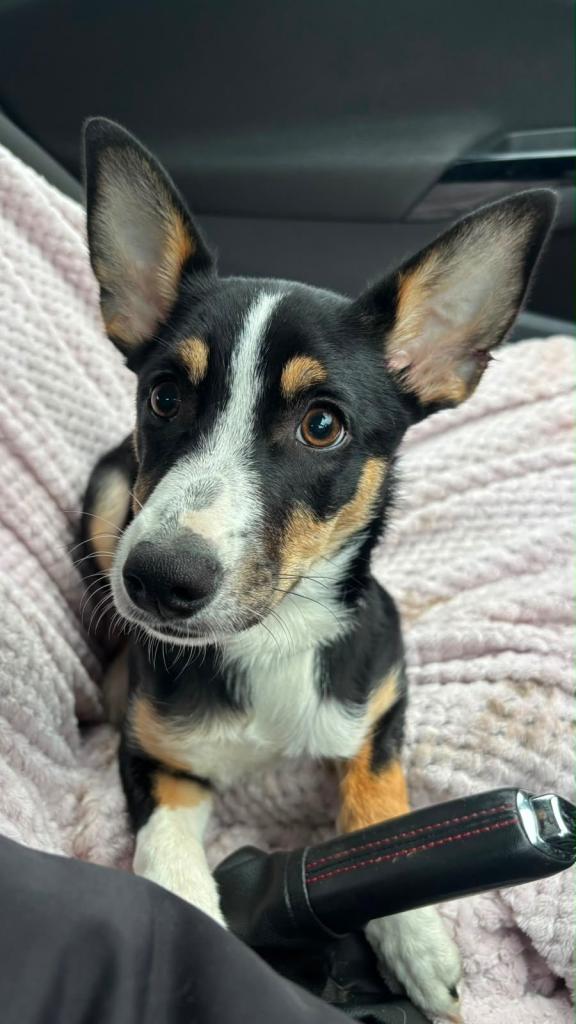Sheepdog x chihuahua mix 7 months old tri colours girl 