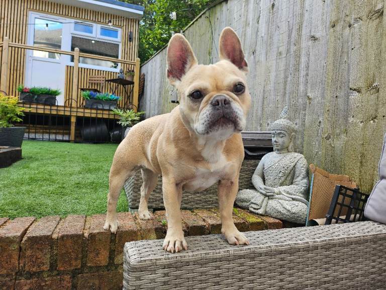 French Bulldog