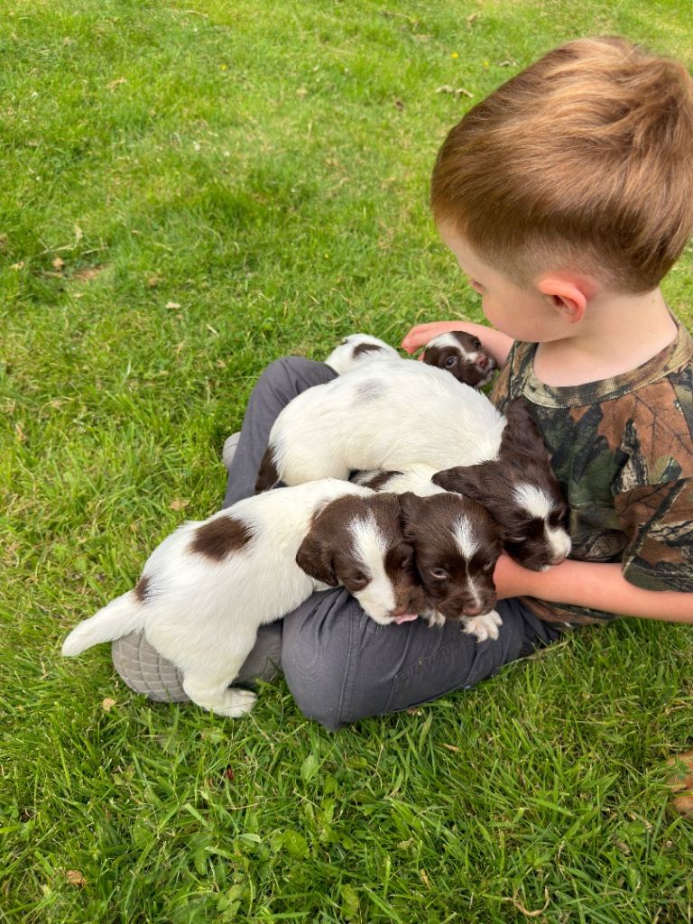 English Springer Spaniel 