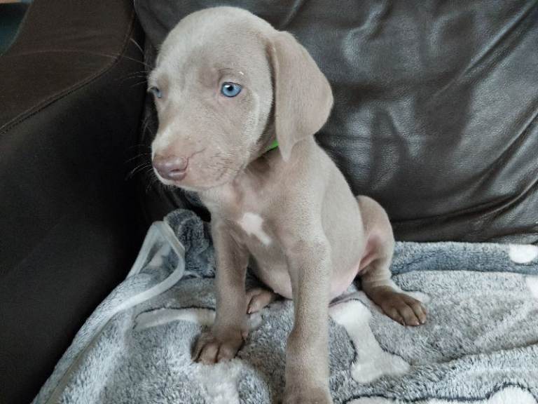KC registered Weimaraner puppies ready to leave now 