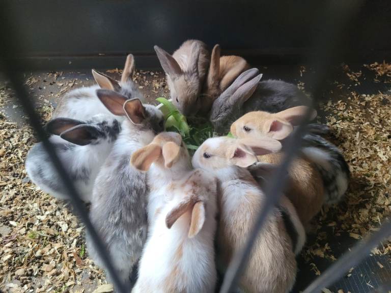 Rabbits for sale