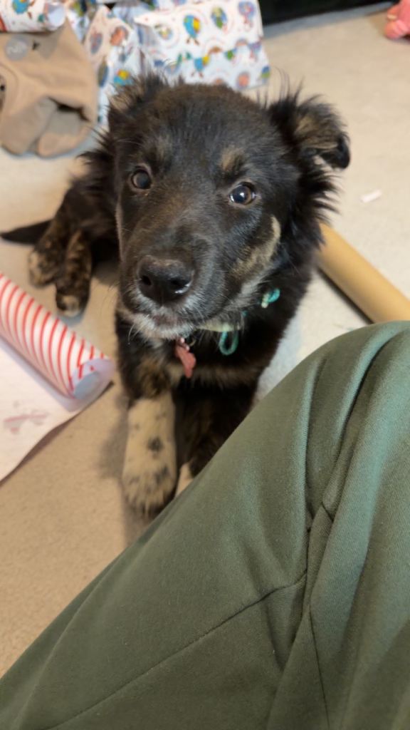 Border collie Puppy for sale 
