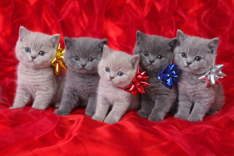 Beautiful British Shorthair Kittens for Loving Home