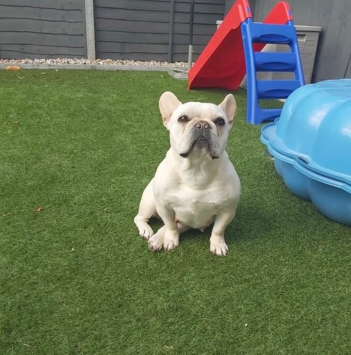 Female French bulldog
