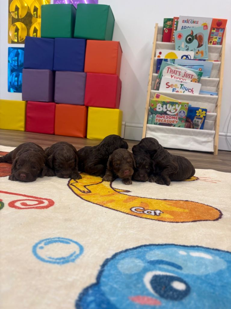 Cockerpoo puppies