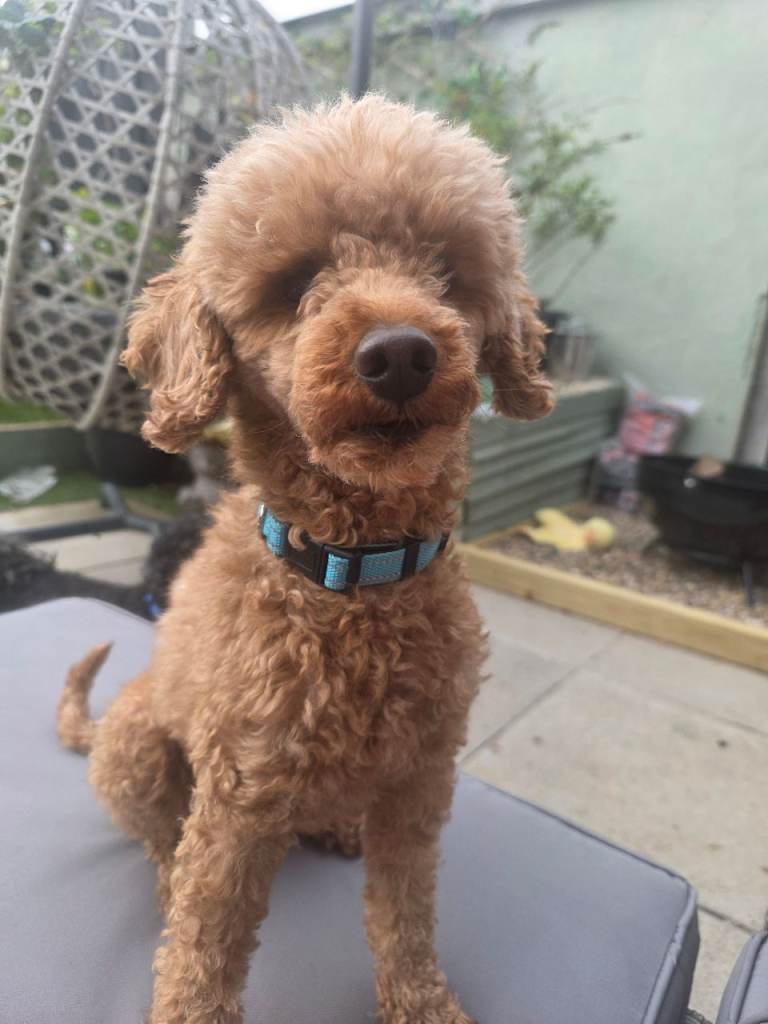 Male toy poodle 5yrs