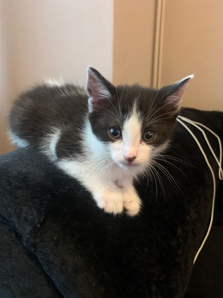 Black & White kittens