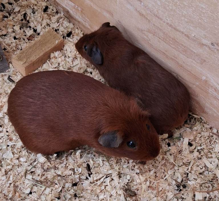 2 Female Guinea pigs and hutch