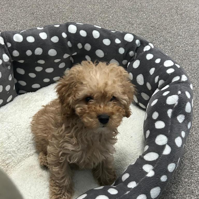 Male Miniature Poodle 9 weeks.