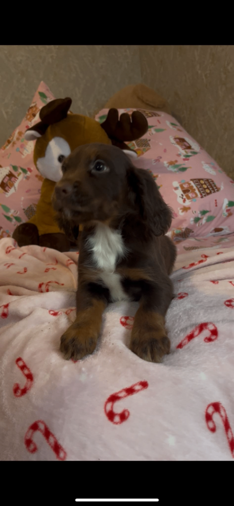 Cocker spaniel puppies