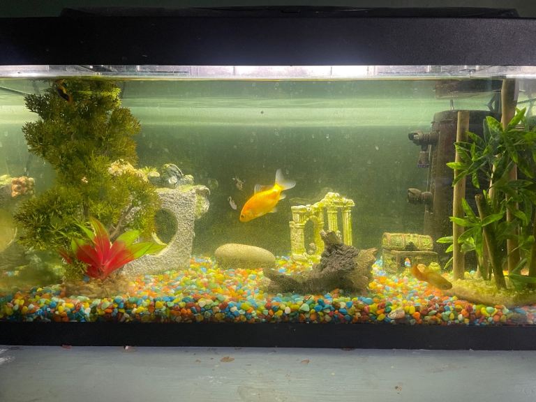 Aquarium 60 litre and six fish 