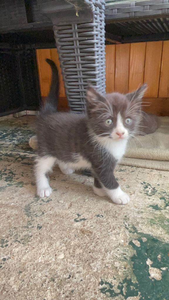 Kittens 