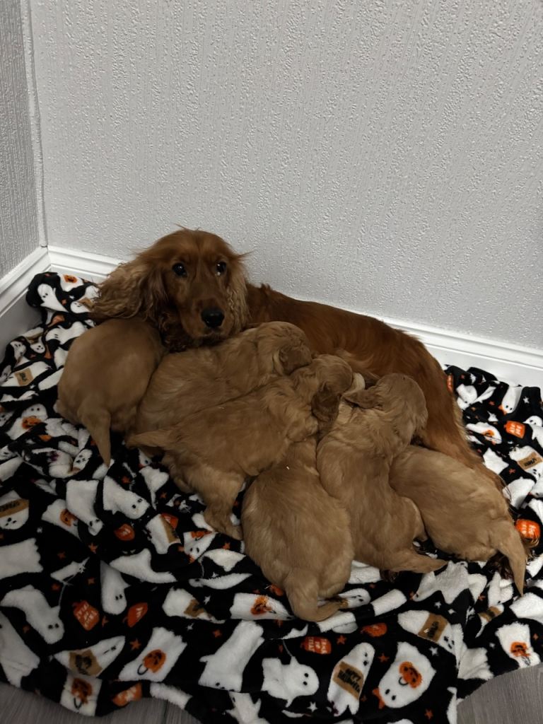 Miniature cockapoo puppies 