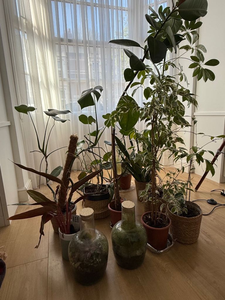 Indoor House Plants from B13
