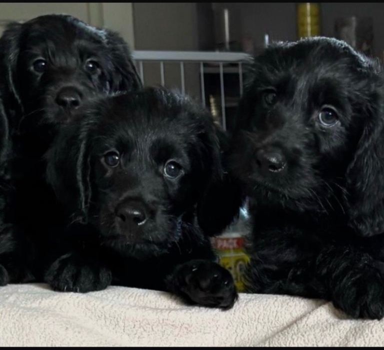 🐶 Beautiful Toy Labradoodles for Sale- Two left! 🐶 