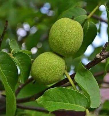 Fresh green walnuts available in July, pre-order now £5.99 per kg
