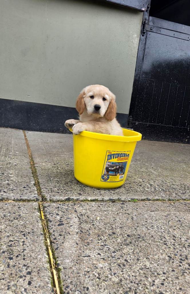 Golden retriever pups very lovable pups