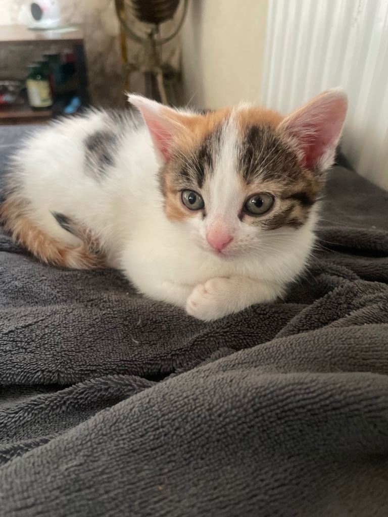 kitten for sale 