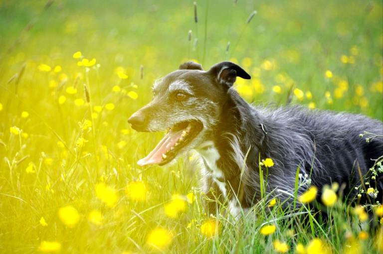 8 year old lurcher looking for a new sofa