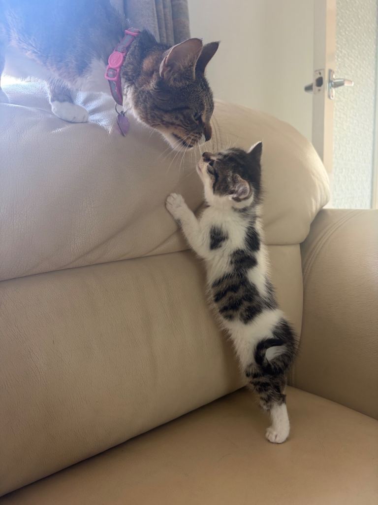 Kittens for sale
