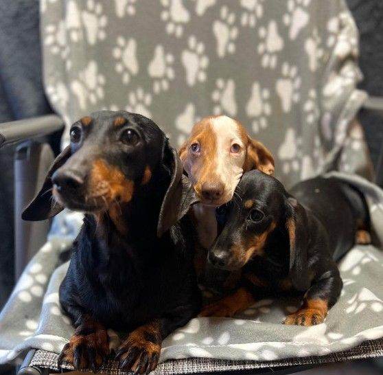 Beautiful miniature Dachshund 