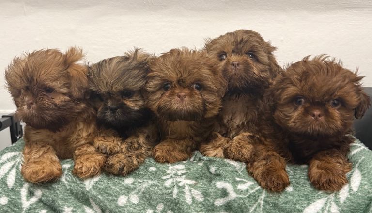 Miniature  Shih Tzu puppies 