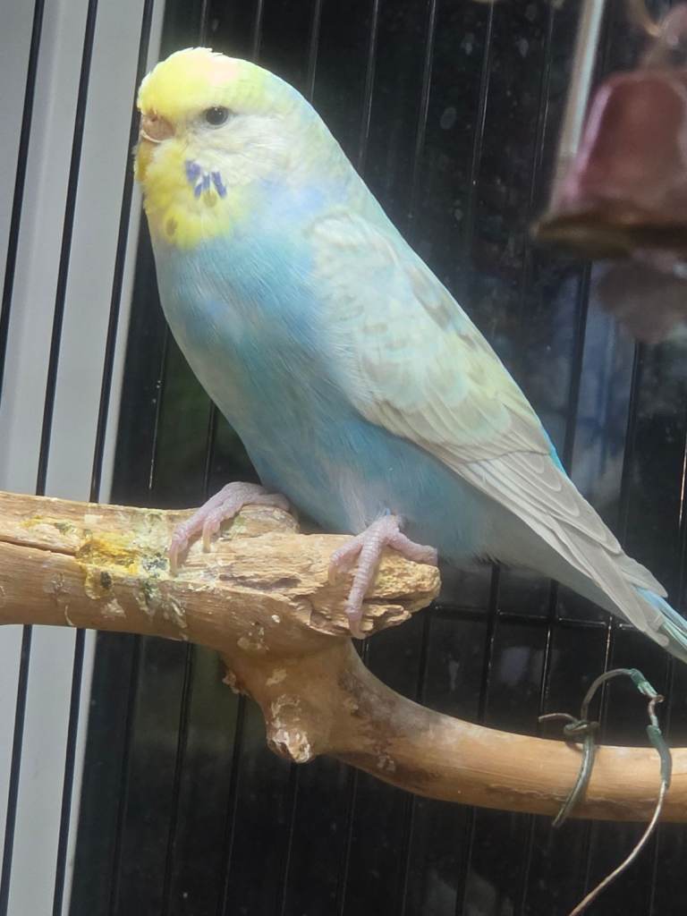 Young budgies