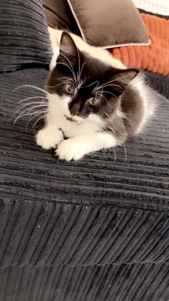 Kitten