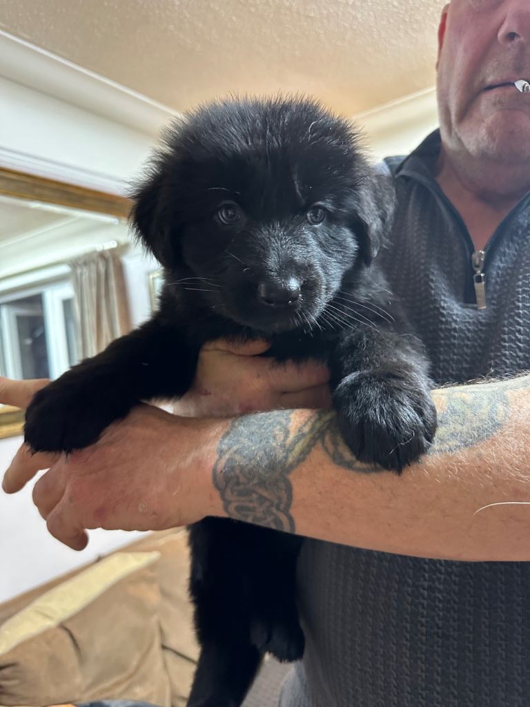 German Shepherd puppies 