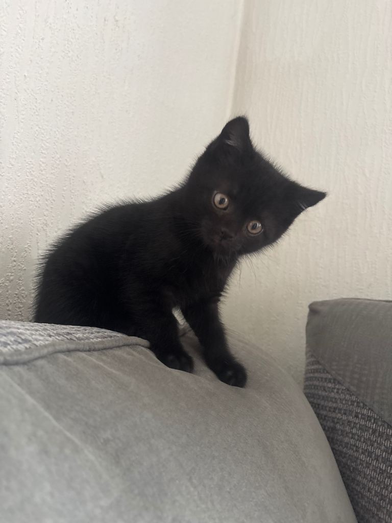 2 kittens ready for new homes ,litter trained 