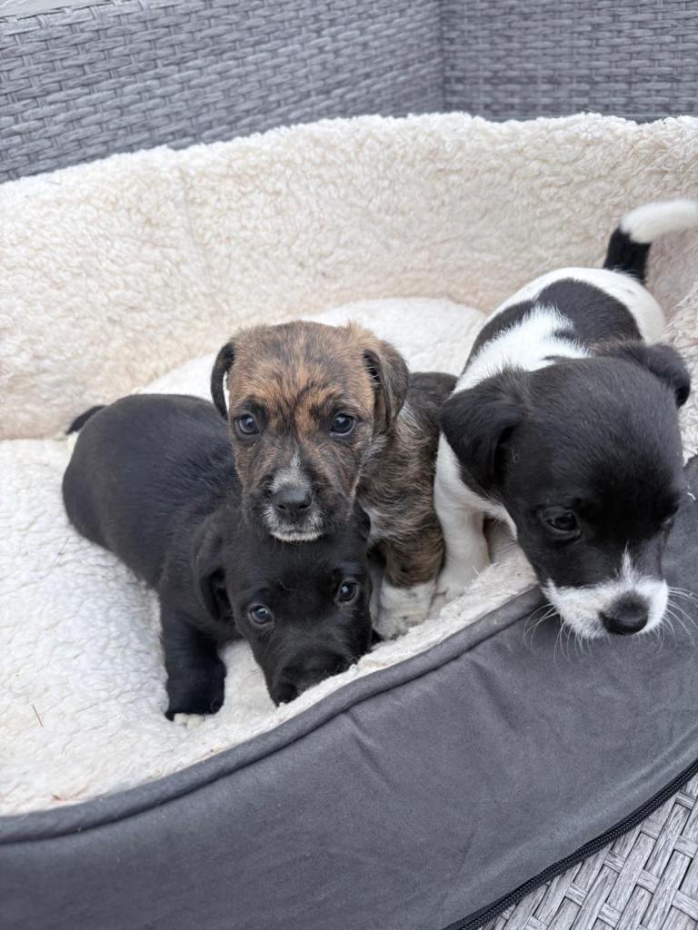 Beautiful little boys