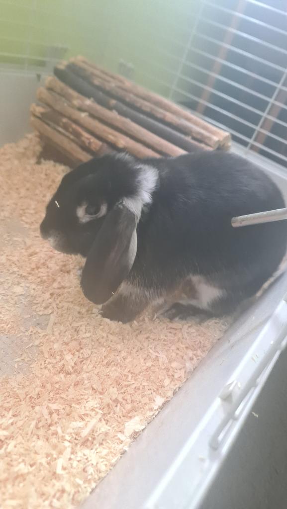 Bunny