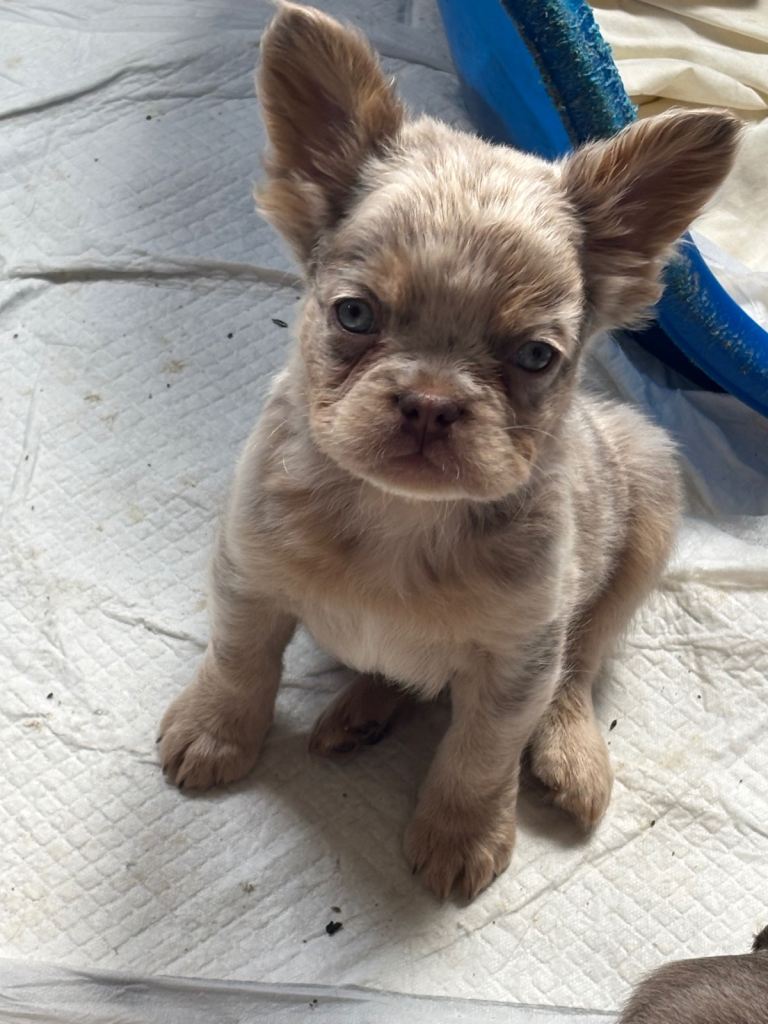 French Bulldogs pups ready now