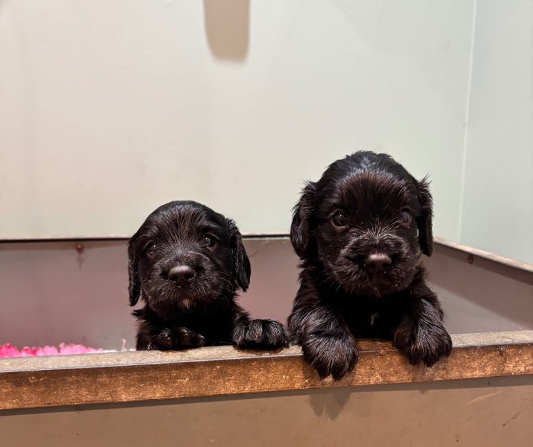 KC Reg Cocker Spaniel Pups
