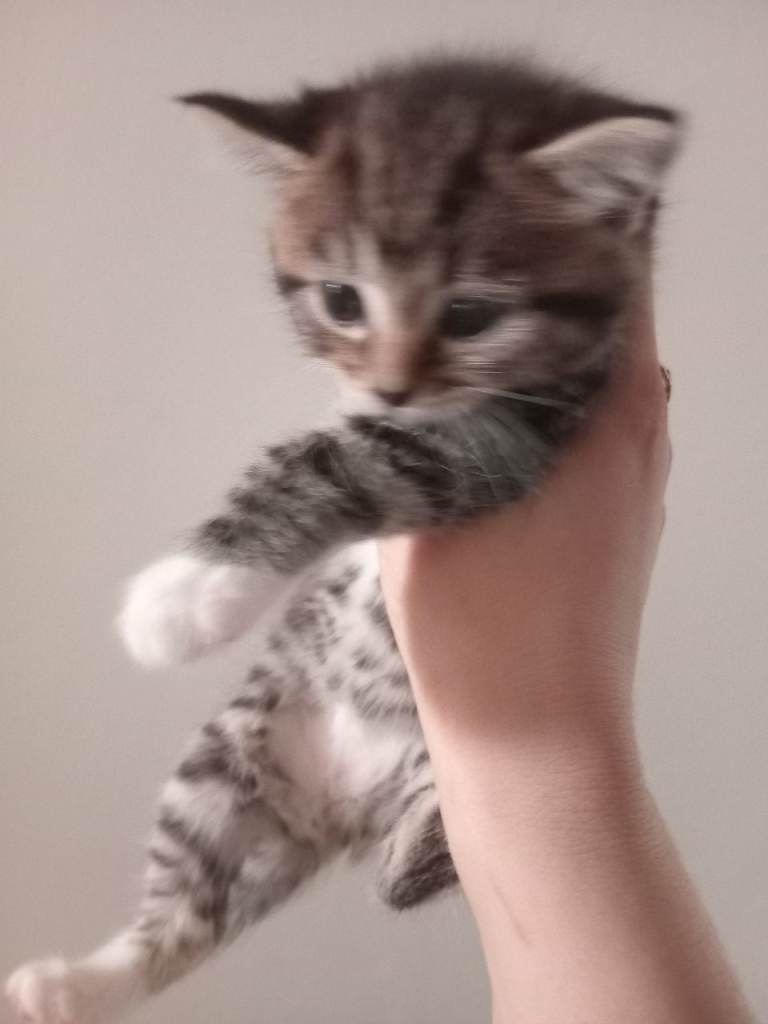 Kitties for you 