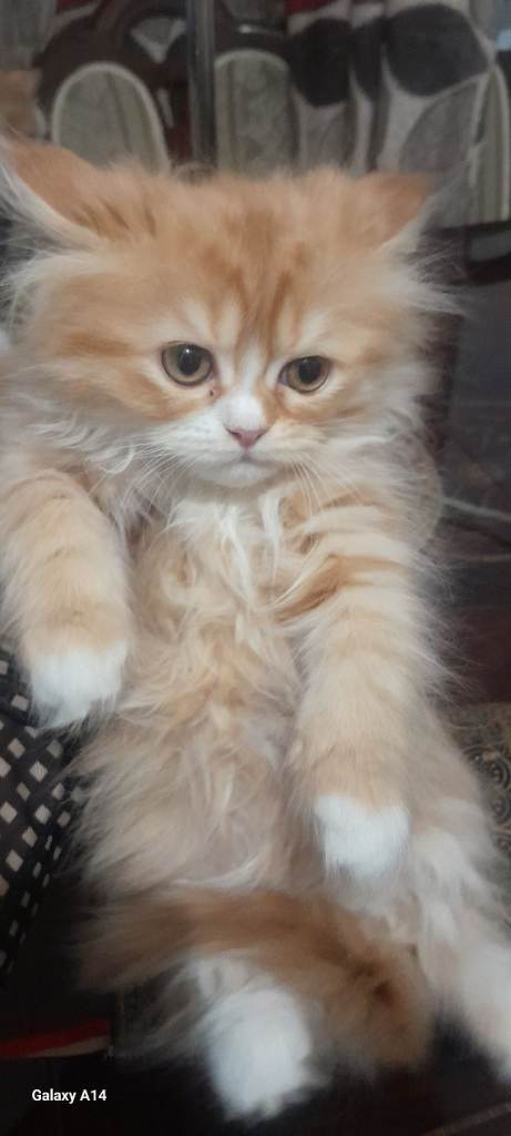 beautiful persian chinchilla kittens waiting to be your little friend