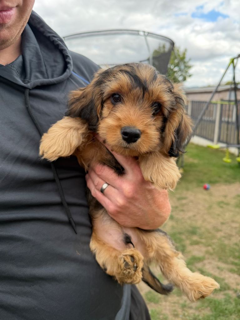*reserved* Cockapoo x only 1 left. Everything included