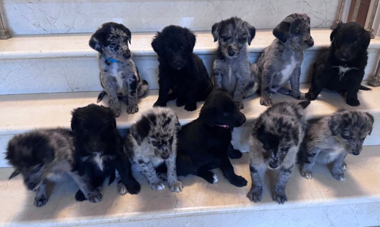 Labradoodle Collie puppies 