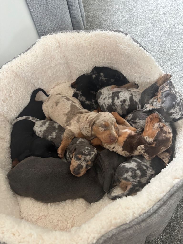 Dachshund puppies for sale 